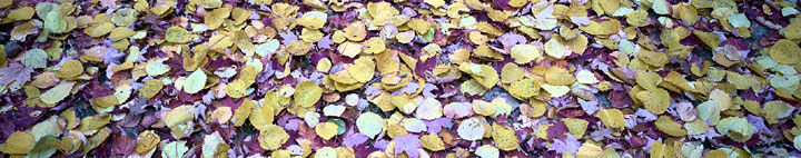 leaves