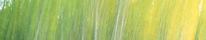 marshes