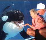 Whale