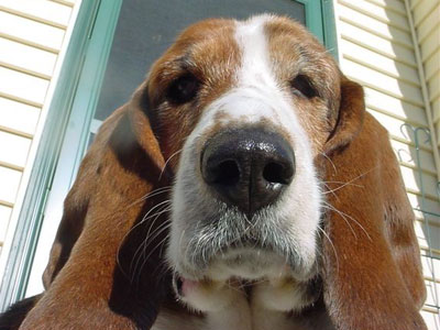 Basset Hound Costume