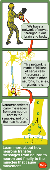 Getting to Know Your Brain