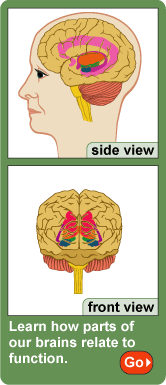 Getting to Know Your Brain