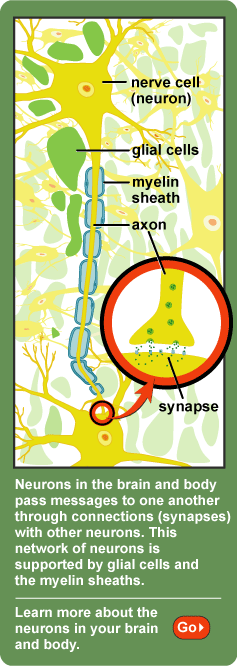 Neurons