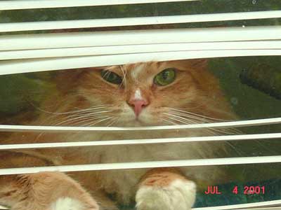 unhappy kitty in window