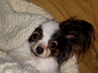 cute dog in an afghan