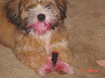 Dogs Lipstick