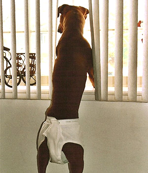 boxer in underwear looking out the window