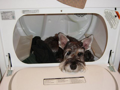 dog in dryer