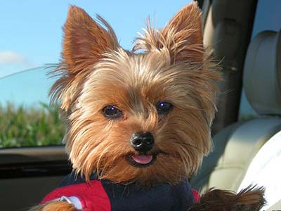 dog in car