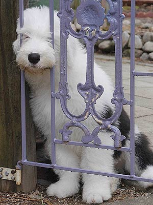 dog nose in fence