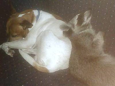 dog and raccoon