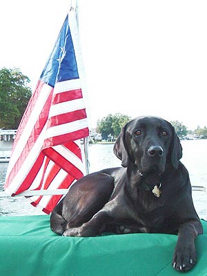 black Lab