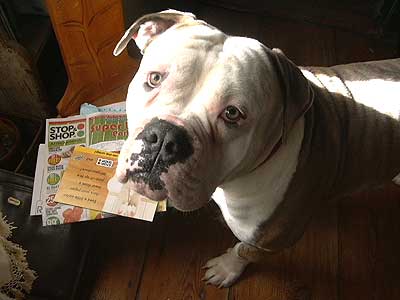 bulldog and mail