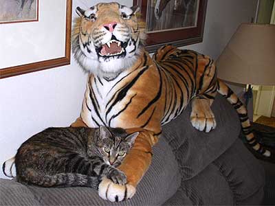 cat and stuffed tiger