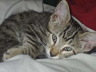 cat sleeping