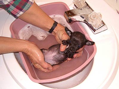 puppy getting a bath