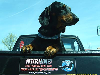 dachshund in pickup truck