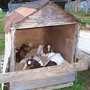 four goats