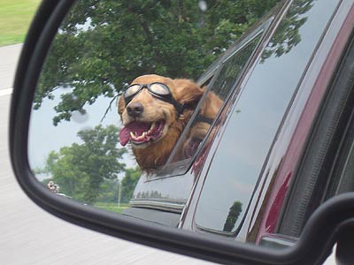 dog in car