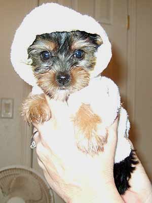 dog wrapped in towel
