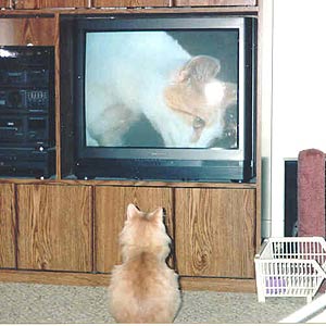 cat watching tv carriage