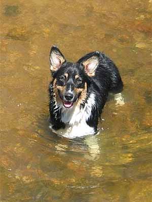 Welsh Corgi wading in pond