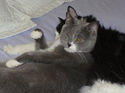 two cats
