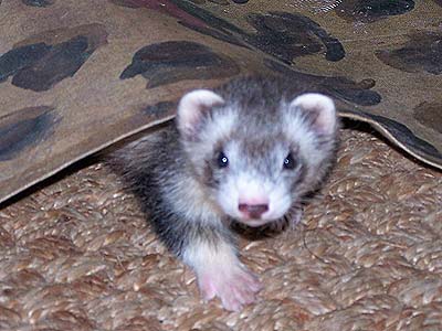 ferret under a rug