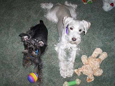dogs lying next to each other, surrounded by toys