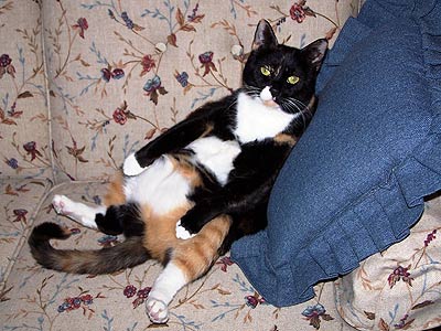 cat on couch