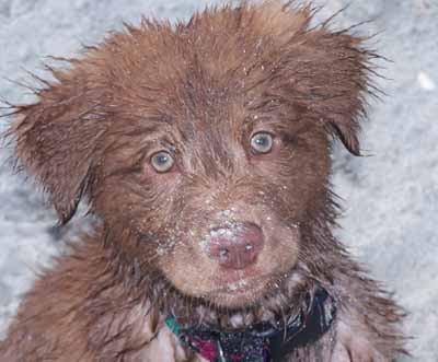 puppy in sand