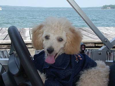 dog behind wheel of boat