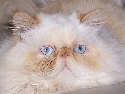 fat cat
