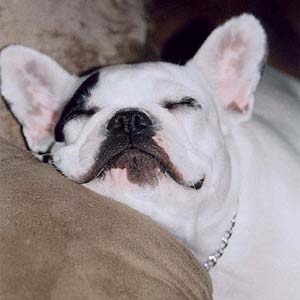 sleeping boxer