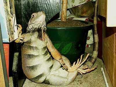 iguana