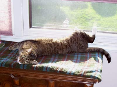 cat sunning on table