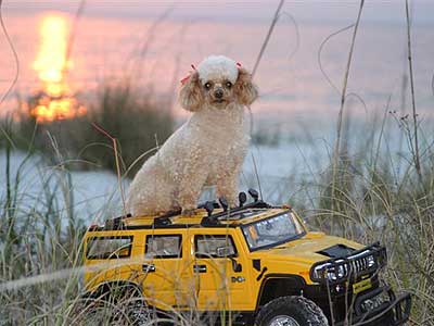poodle