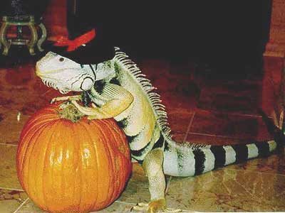 iguana and pumpkin