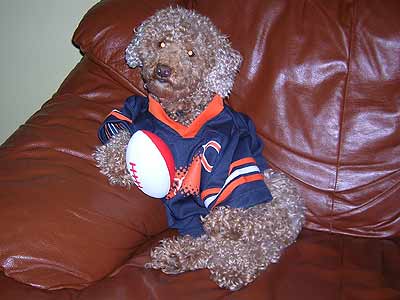 dog in Bears jersey