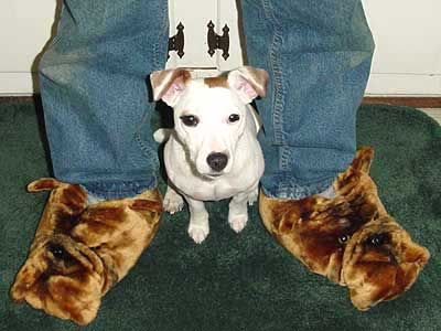 terrier pup