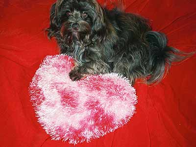 dog with stuffed heart
