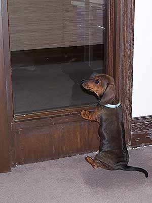 dachshund puppy