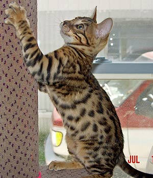 spotted kitty