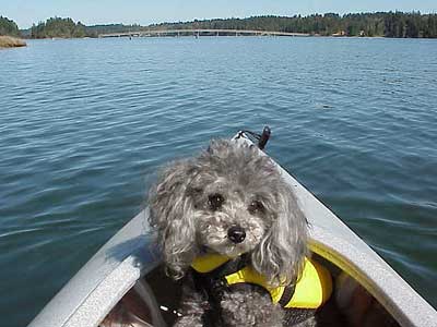 dog in lifejack on kayak
