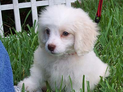 cute white puppy