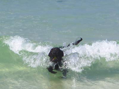 black lab in the ocean surf