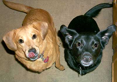 yellow and black retriever mixes