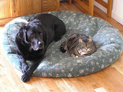 dog and cat sharing pet bed