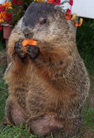 Smiling Groundhog