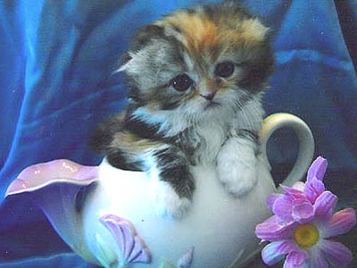 kitten in teapot